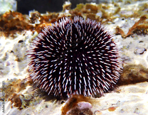 Mediterranean purple sea urchin - Sphaerechinus granularis