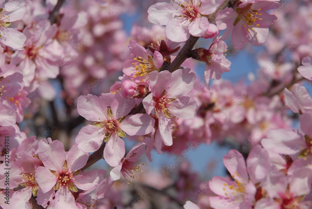 pink almond blossoms in spring pink almond blossoms in spring