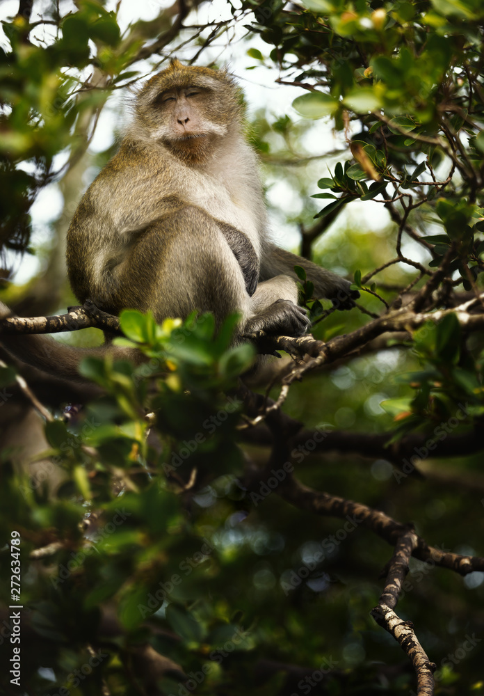 Macaca fascicularis (crab-eating or long-tailed macaque) in nature. Macaca fascicularis (crab-eating or long-tailed macaque) in nature.