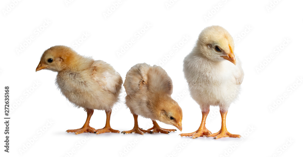 Group of 3 baby chicks sitting facing front in a row. Isolated on white background. All looking around for food.