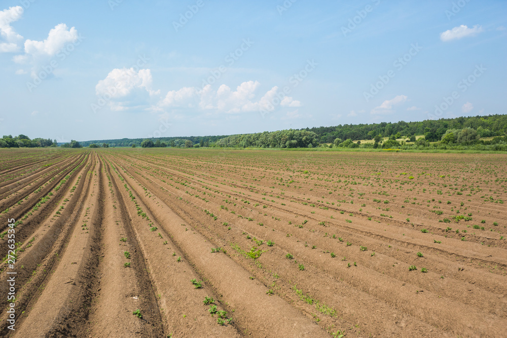Field with rows of planted potatoes Field with rows of planted potatoes