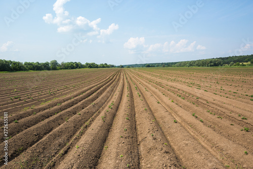 Field with rows of planted potatoes