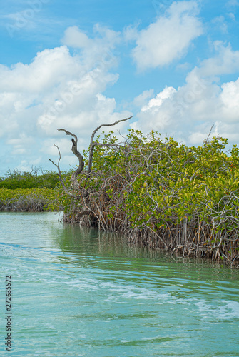 Dried trunks of vegetation of the biosphere of Sian Ka'an nature reserve