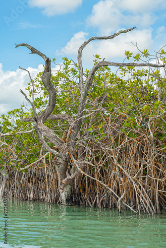 Mangrove trunks of the biosphere of Sian Ka'an nature reserve