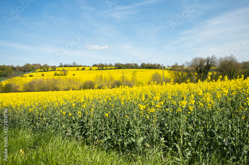 Flowers at Normandie photo