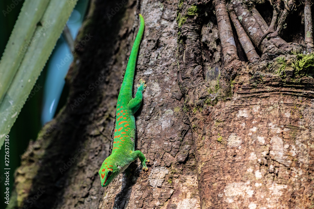 Green Geko from Masoala Madagaskar hanging tree Green Geko from Masoala Madagaskar hanging tree