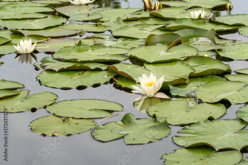 Wild pond full of water lilies