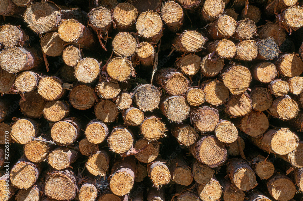 Fototapeta premium Texture on cut down tree logs stacked