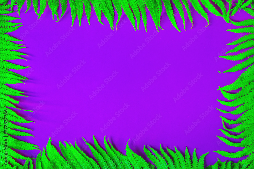 Bright Green fresh fern leaves in border farme on trendy glowing purple violet background. Flat lay with copy space for eco or nature banner