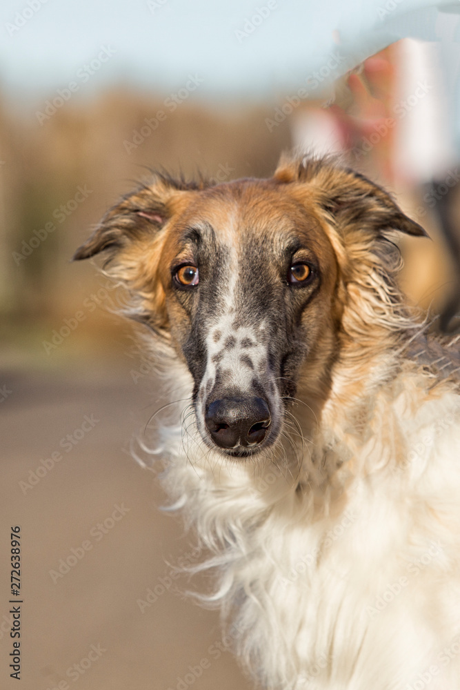 Portrait of the Russian greyhound outdoors in autumn Portrait of the Russian greyhound outdoors in autumn