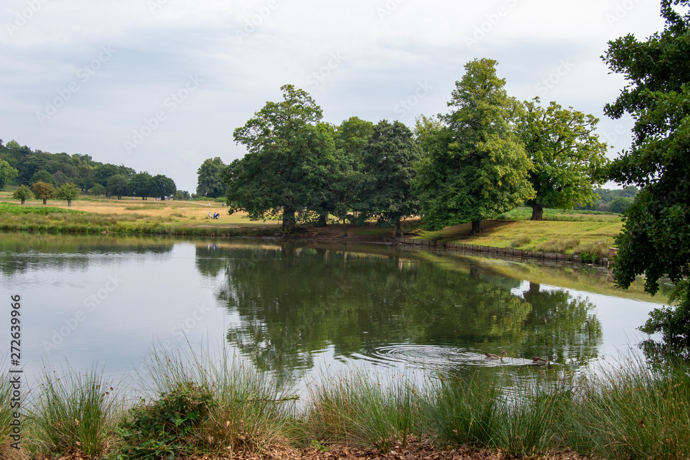 Fototapeta premium Landscape of Richmond park full of nature and wild life