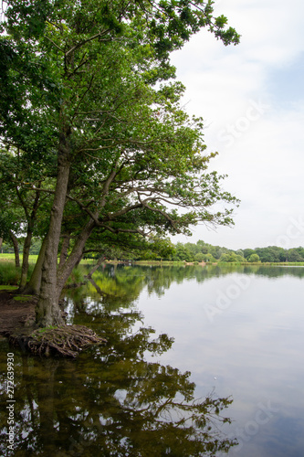 Landscape of Richmond park full of nature and wild life