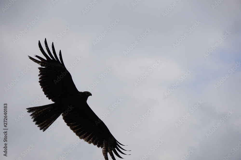 Obraz premium 迫る鳶