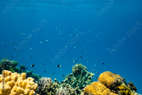 Underwater scene with coral reef and fish photographed in shallow water, Red Sea, Marsa Alam, Egypt