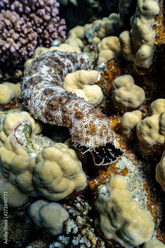 Black spotted sea cucumber Pearsonothuria graeffei encrusted with sponge on a coral reef in the Redsee