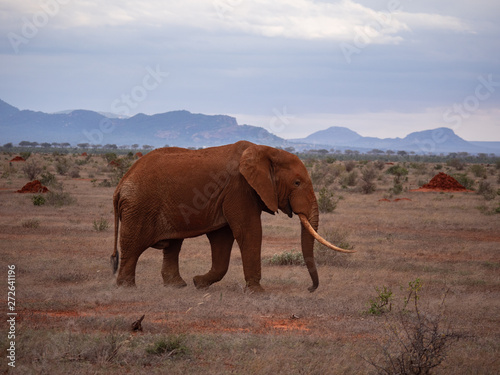 Elephant in Tsavo East National Park  Kenya