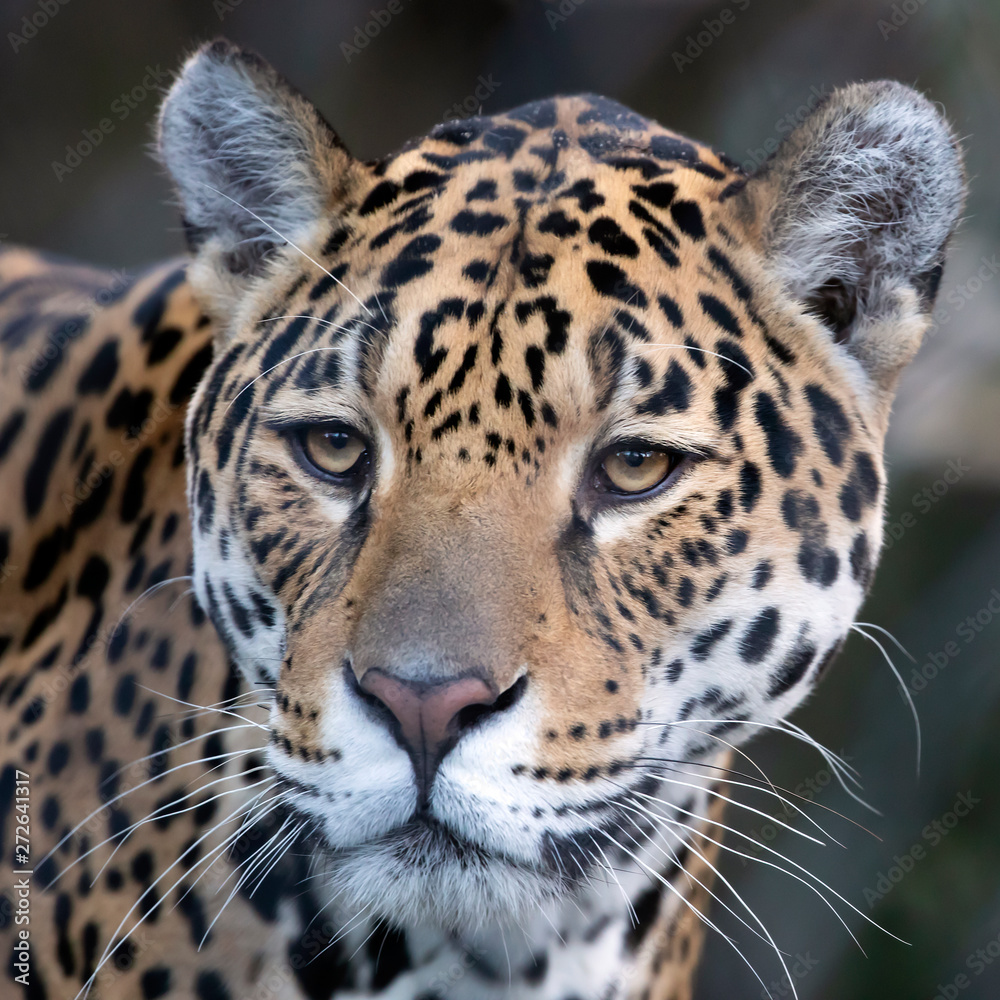 Obraz premium Closeup portrait of Jaguar on blurred background