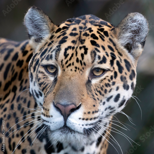 Closeup portrait of Jaguar on blurred background © Edwin Butter
