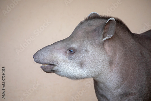 Close-up photo of wild Tapir in nature, blurred background.