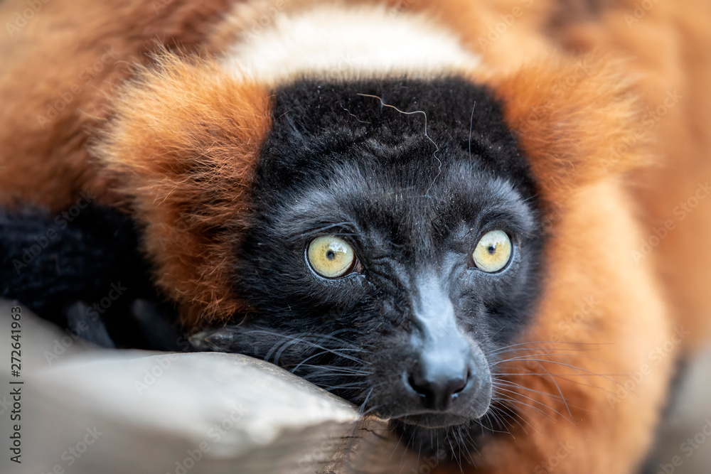 Obraz premium close-up view of adorable red ruffed lemur in wildlife