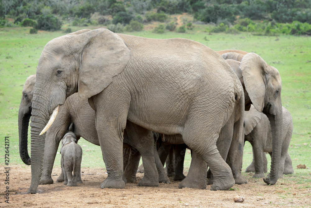 African Elephant (Loxodonta africana) family herd with baby, Addo National Park, Eastern Cape Province, South Africa