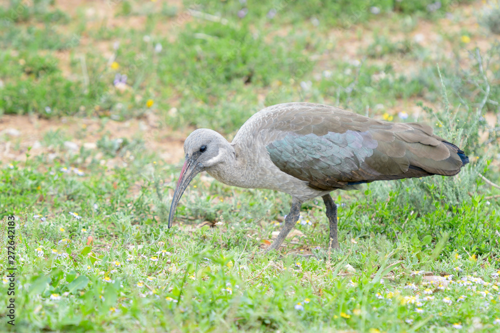 Fototapeta premium Hadada Ibis (Bostrychia hagedash) foraging on savanna, Addo Elephant National Park, South Africa