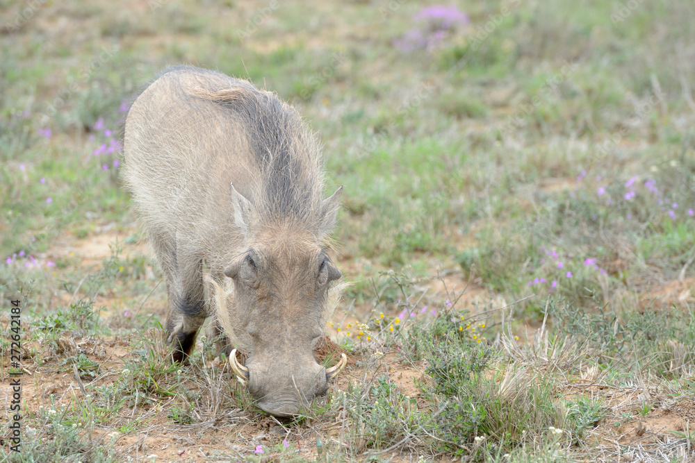Warthog (Phacochoerus africanus) grazing, Addo Elephant National Park, Eastern Cape Province, South Africa Warthog (Phacochoerus africanus) grazing, Addo Elephant National Park, Eastern Cape Province, South Africa