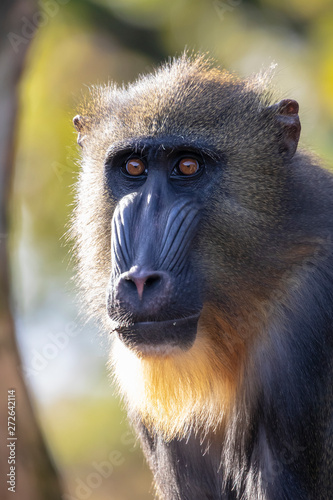 close-up view of beautiful mandrill looking at camera in wildlife © Edwin Butter