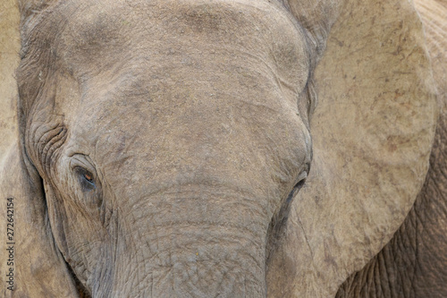 African Elephant (Loxodonta africana) portrait close up, Addo National Park, Eastern Cape Province, South Africa