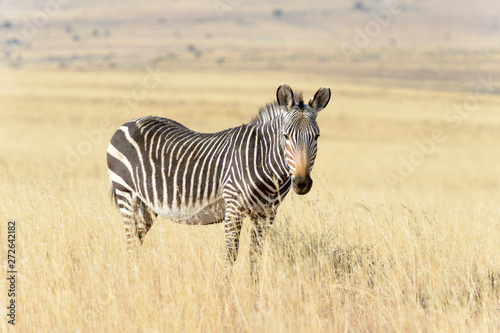 Mountain Zebra  Equus zebra  standing in grassland  looking at camera  Mountain Zebra National Park  South Africa