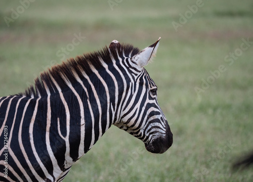 Zebras in Tsavo Conservation Area  Kenya