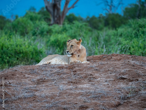 Lioness in Tsavo East National Park, Kenya