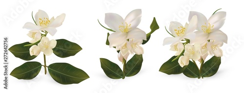 3d realistic white jasmine flowers on white background. Set jasmine flowers.Isolated jasmine flowers. Jasmine close up. Vector illustrator. © YustynaOlha