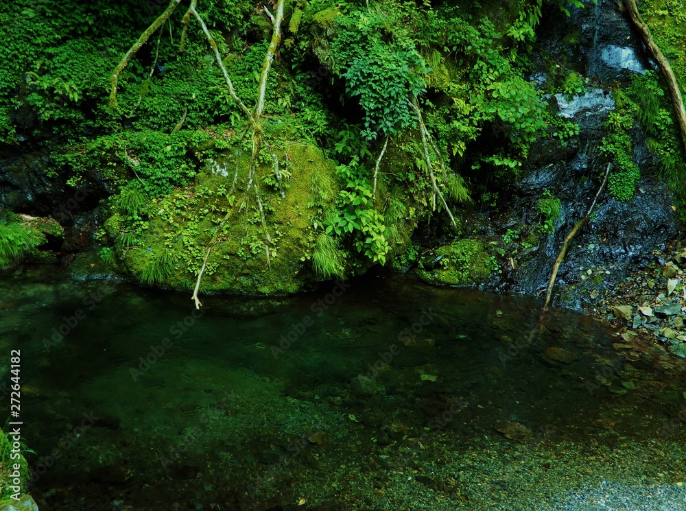 Fototapeta premium 川苔山の山水