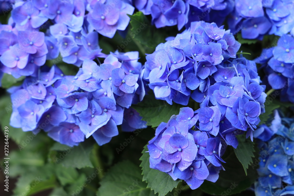 見頃となった青い紫陽花たち 見頃となった青い紫陽花たち
