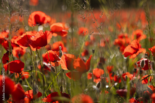 Valokuva Coquelicot au soleil couchant