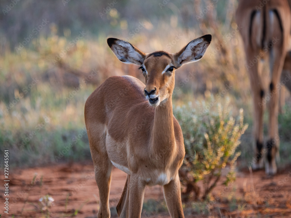 Female Impala in Tsavo East National Park, Kenya