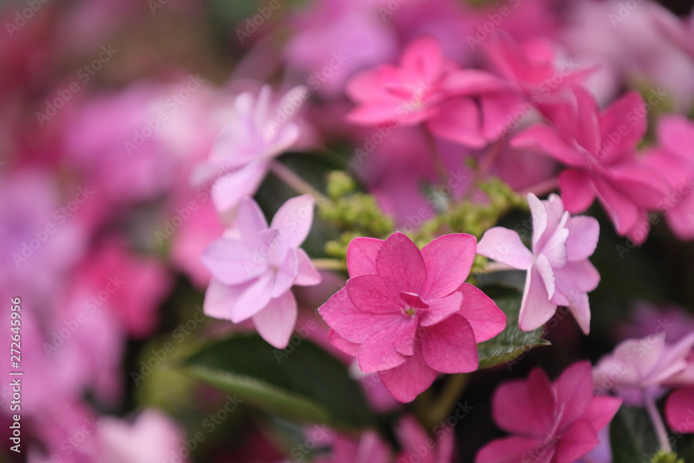 濃いピンクと薄いピンクの愕が混在した紫陽花