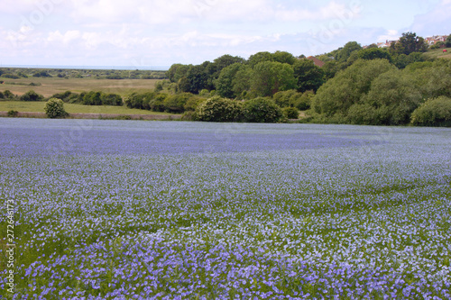 Blooming flax field (Linum usitatissimum) in Sussex, United Kingdom