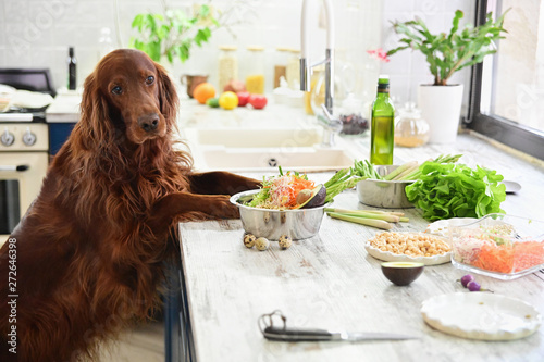 Cooking vegetarian food for pets. In the interior. photo