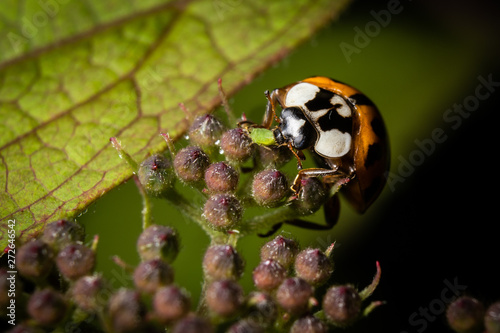 Ladybug and Aphid