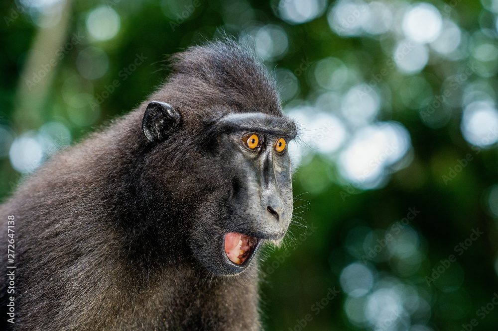 The Celebes crested macaque with open mouth. Crested black macaque, Sulawesi crested macaque, or the black ape. Natural habitat. Sulawesi Island. Indonesia.