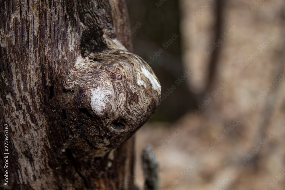 Tree Knot