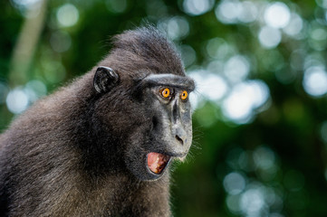 The Celebes crested macaque with open mouth. Crested black macaque, Sulawesi crested macaque, or the black ape. Natural habitat. Sulawesi Island. Indonesia.