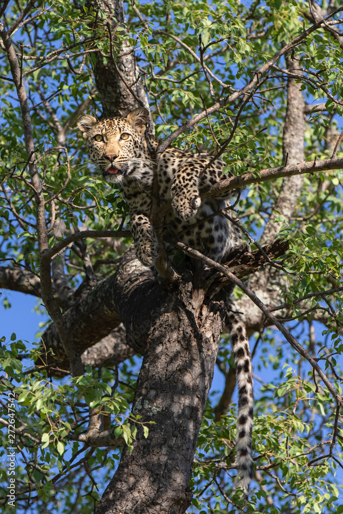 Fototapeta premium Female leopard in a tree in Sabi Sands Game Reserve in the Greater Kruger Region in South Africa