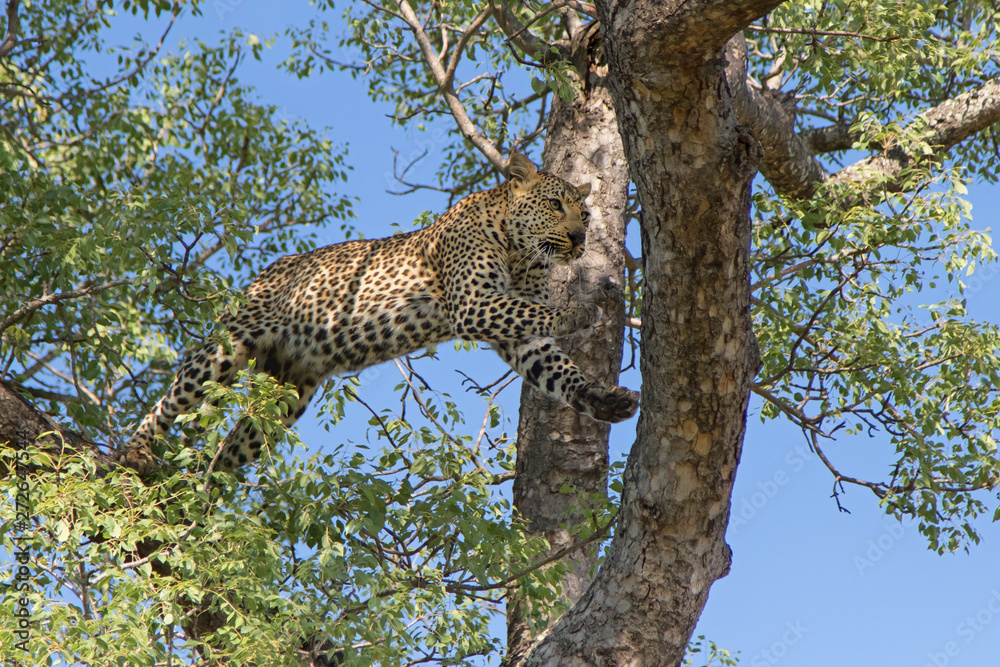 Obraz premium Female leopard in a tree in Sabi Sands Game Reserve in the Greater Kruger Region in South Africa