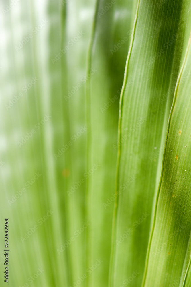 Green grass plants as background Green grass plants as background