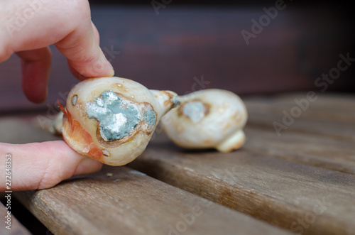 Moldy Tulip Bulbs. Flower bulbs spoiled with fungus. Close up. .