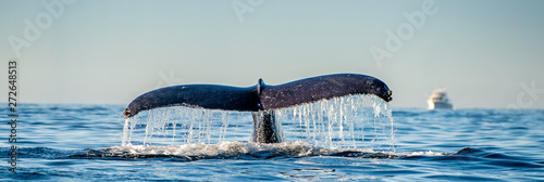 Tail fin of the mighty humpback whale above  surface of the ocean Fototapete