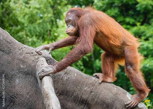 An Orangutan climbs a tree